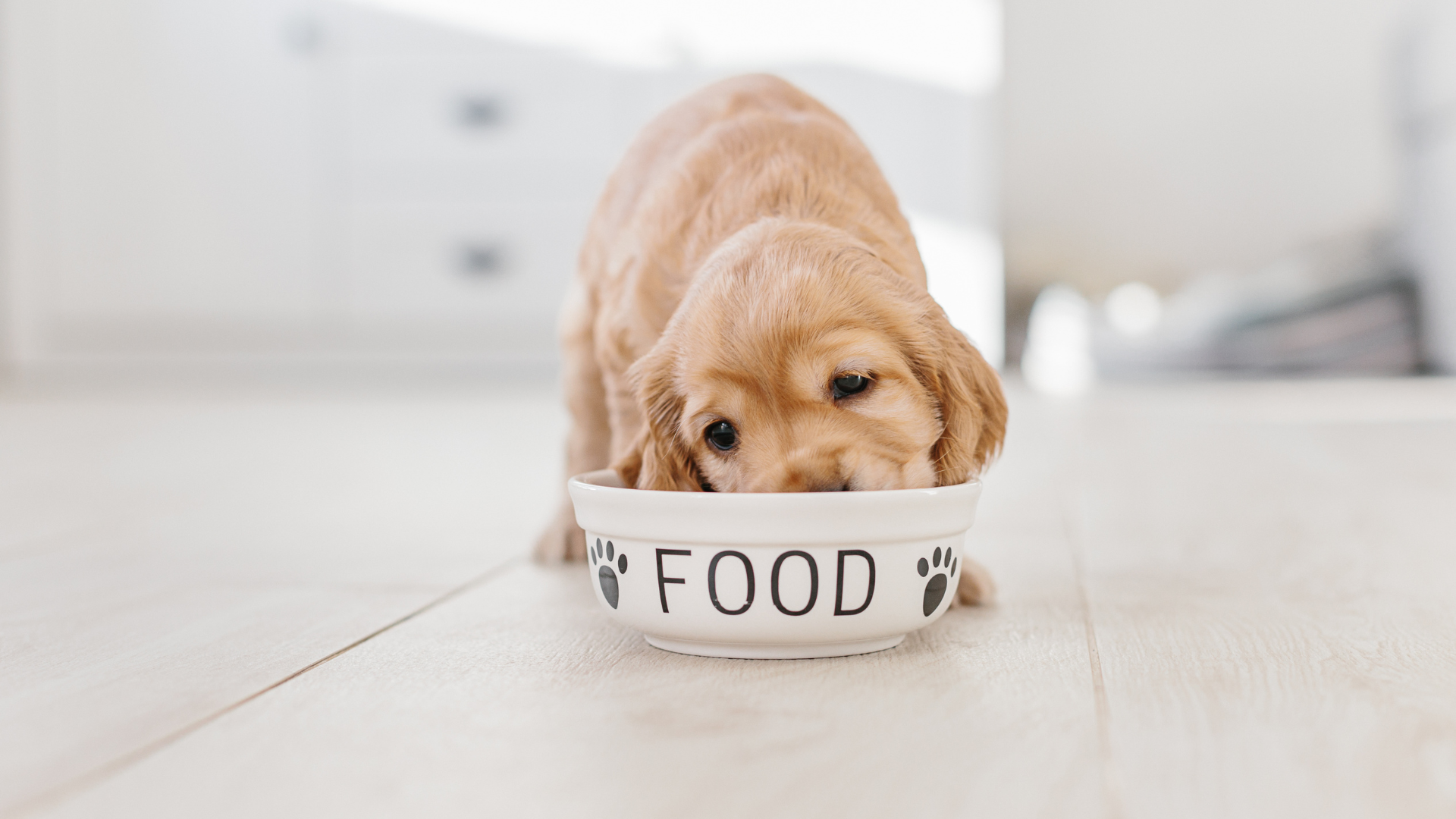 Hund frisst gesundes Futter aus einem Napf