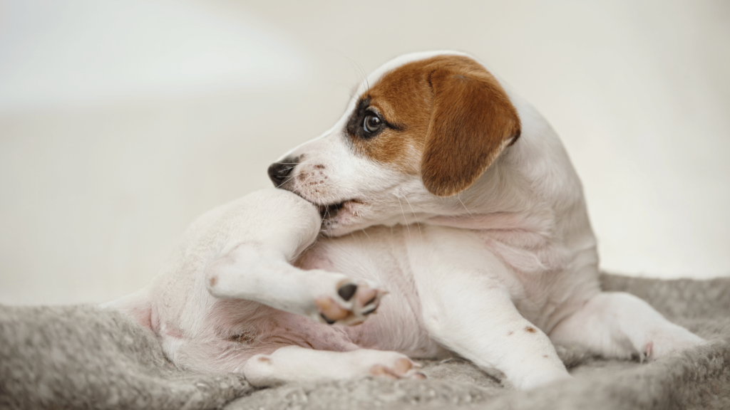 Hundefutter-Allergien erkennen und das richtige Futter wählen 3 Ein kleiner Hund mit braun-weißem Fell beißt sich in die eigene Pfote – ein mögliches Anzeichen für eine Hundefutter-Allergie. Typische Symptome wie Juckreiz, Durchfall oder wiederkehrende Ohrenentzündungen können die Lebensqualität des Hundes beeinträchtigen. Eine gezielte Futterumstellung kann helfen, die Ursache der Allergie zu identifizieren.