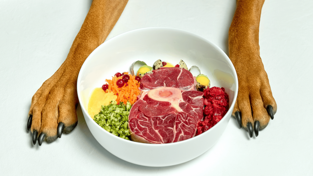Getreidefreies Hundefutter – Sinnvoll oder nur ein Hype? 3 Eine Schüssel mit getreidefreiem Hundefutter, bestehend aus frischem Fleisch, Gemüse, Quail-Eiern und Beeren. Die Pfoten eines Hundes rahmen die Schüssel ein. Getreidefreies Hundefutter ist eine natürliche Alternative für Hunde mit Allergien oder empfindlicher Verdauung.