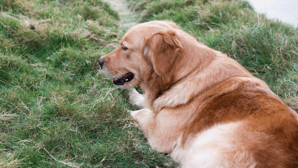 Vergiftung beim Hund – Symptome, Erste Hilfe und Behandlung 3 Ein Golden Retriever liegt auf einer Wiese und hechelt mit leicht geöffnetem Maul. Der Hund wirkt erschöpft oder unwohl, was ein mögliches Anzeichen für eine Vergiftung bei Hunden sein könnte. Symptome wie übermäßiges Hecheln, Apathie oder Unruhe sollten ernst genommen und tierärztlich abgeklärt werden.
