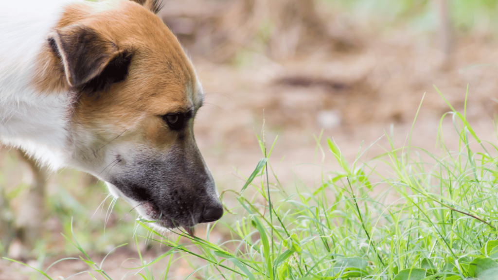 Hundefutter bei Durchfall – Was deinem Hund jetzt wirklich hilft 3 Ein Hund schnuppert an Gras – ein Verhalten, das bei Verdauungsproblemen wie Durchfall häufig auftritt. Die richtige Ernährung kann helfen, den Magen zu beruhigen und Durchfall beim Hund zu lindern.