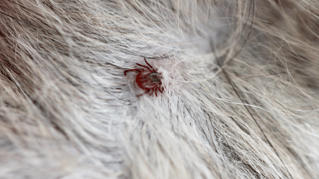 Insektenstiche, Wespen- & Zeckenbisse – Was tun? 3 Eine Zecke hat sich in die Haut eines Hundes festgebissen. Die Nahaufnahme zeigt das grau-weiße Fell des Hundes und die rote, vollgesogene Zecke an der Bissstelle. Zecken können Krankheiten auf Hunde übertragen, daher ist eine regelmäßige Kontrolle und Entfernung wichtig.